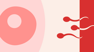 Menstrual Cycle Fertility: Understanding Your Cycle